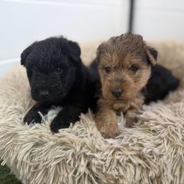 Lakeland Terrier puppies from Anne's Pups