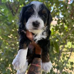 Hudson - Tri-color male Bernedoodle puppy in Horseshoe Bend, Idaho from Over the Moon Poodles and Doodles