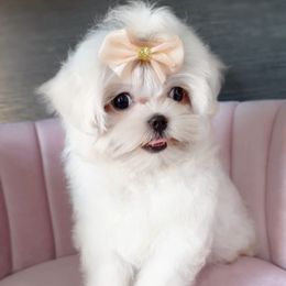 Miss Mabel - White female Maltese puppy in Vinton, Louisiana from Dreams & Love Maltese