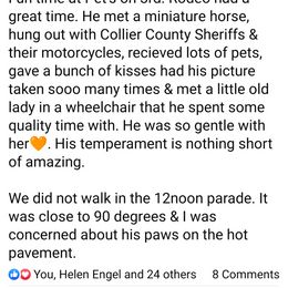 Great Dane Puppies from F&B Kennels