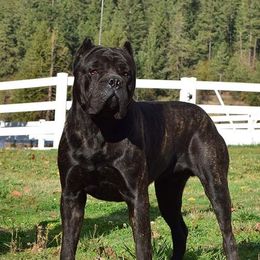 Walker - Cane Corso