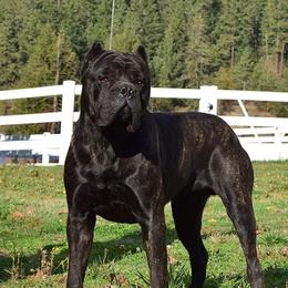 Walker - Cane Corso