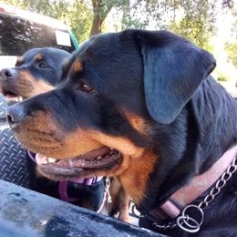 Hanna - Rottweiler