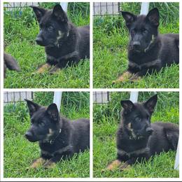 C' Grizz - German Shepherd puppy from Von Thomson Haus