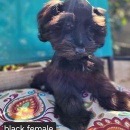 Miniature Schnauzer Puppies from J&L Floppy Eared Schnauzers