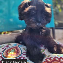 Miniature Schnauzer Puppies from J&L Floppy Eared Schnauzers
