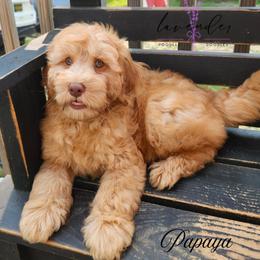 Papaya - Red  male Goldendoodle puppy in Mancelona, Michigan from Lavender poodles & doodles