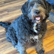 Barbado da Terceiras from Bearded Smile Kennel