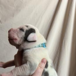 Cash - Harlequin male Great Dane puppy in Tyler, Texas from Blessed By Danes