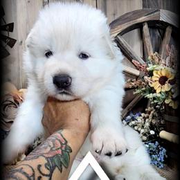 Boone - White male German Shepherd puppy in Sequim, Washington from German Shepherd Haus