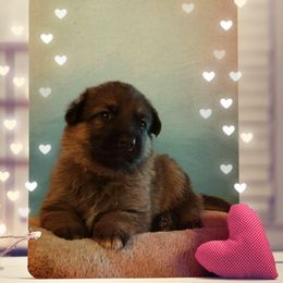 German Shepherd Puppies from Shepherd's Watch