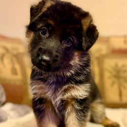 Silver collar - Black and red female German Shepherd puppy in Joshua, Texas from Cacao German Shepherds