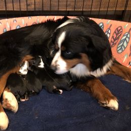 Mia  - Toy Australian Shepherd