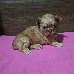 Female 1 - Liver female Shih Tzu puppy in Meadows Of Dan, Virginia from Walt’s Shih Tzus