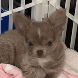 GRAY - Chihuahua