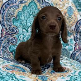 River - Chocolate male Dachshund puppy in Lincoln, Arkansas from Red Dirt Dachshunds