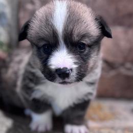 Cedar - Sable male Pembroke Welsh Corgi puppy in Elberta, Utah from 3F Farms- Pembroke Welsh Corgis and Irish Wolfhounds