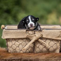 Pomsky Puppies from Pioneer Peak Pomskies
