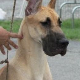 Great Danes from Carmella Jichetti