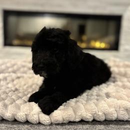 Echo - Black male Bernedoodle puppy in Spring, Texas from Sterling Star Doodles