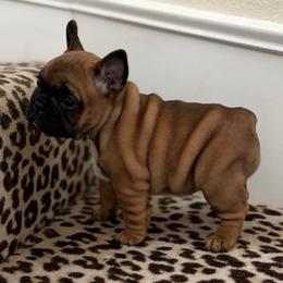 Zelda - Fawn and white female French Bulldog puppy in Arkadelphia, Arkansas from Fralala Frenchies
