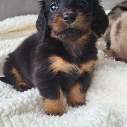 Black tan - Black and tan female Dachshund puppy in Ashford, Alabama from Circle City Dachshunds