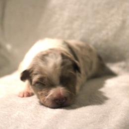 Chromia - White and red merle female Border Collie puppy in Crawfordsville, Indiana from Rescued Dreams Border Collies