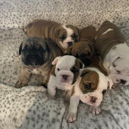 Bulldog Puppies from Semper Fi Bulldogs