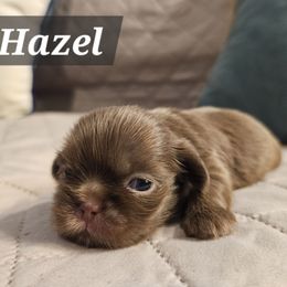 Hazel - Chocolate female Shih Tzu puppy in Corona, California from Ju Shih Tzu