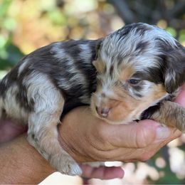 Red Merle Two, Female Five - Red merle female Aussiedoodle puppy in Parma, Idaho from Arena Valley Acres