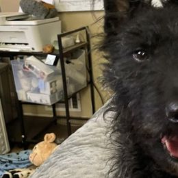 Cotons de Tulear and Dutch Shepherds from Early Bird Kennels