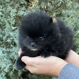 Molly (AKC) - Black female Pomeranian puppy in Citrus Heights, California from Yev and Marina's Pomeranians (AKC)