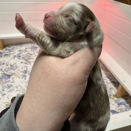 Huntington - Red merle male Australian Shepherd puppy in Massachusetts from Knauer Australian Shepherds