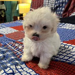 Maltese from Roberts Kennels