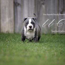 American Staffordshire Terrier Puppies from Ynez Amstaffs