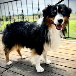 Champ (Mockingbird's Winning Odds) - Black tri male Miniature American Shepherd puppy in Ash Grove, Missouri from 3 Barrels Farms, LLC