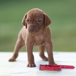 German Shorthaired Pointer and Vizsla Puppies from Nosam Kennels- Hungarian Vizslas, and German Shorthairs Located in Kentucky
