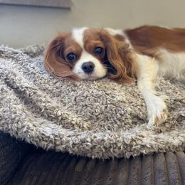 Molly - Cavalier King Charles Spaniel