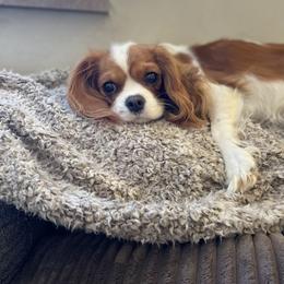 Molly - Cavalier King Charles Spaniel
