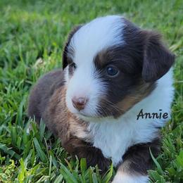 Annie - Red tri female Miniature Australian Shepherd puppy in Waxhaw, North Carolina from Cane Creek Aussies