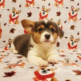 Ariel - Blue female Pembroke Welsh Corgi puppy in Warrensburg, New York from The Adirondack Corgi