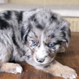 Nate - Miniature Australian Shepherd puppy in Roseville, California from Golden State Mini Aussies
