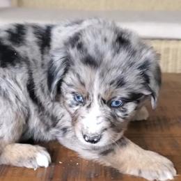 Nate - Miniature Australian Shepherd puppy in Roseville, California from Golden State Mini Aussies