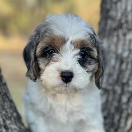 Cavapoo, Cockapoo, Goldendoodle, and Poodle Puppies from Lipscomb Doodles