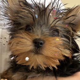 Yorkshire Terriers from Blooming Beauties 🌼