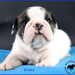 Bobby - White male Bulldog puppy in Laurel, Montana from Bull Mountain Bulldogs