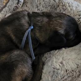 Shiloh Shepherd Puppies from SilverLiningShilohs