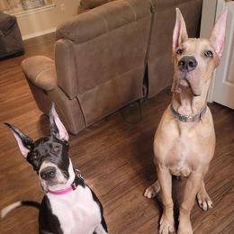 Great Danes from Miner's Dynamic Danes