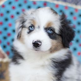 Girl 4 - Blue merle Australian Shepherd puppy in Tennessee from Sidney Vale Aussies