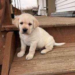 Finn - Yellow male Labrador Retriever puppy in Tekonsha, Michigan from Asher Acres Labs
